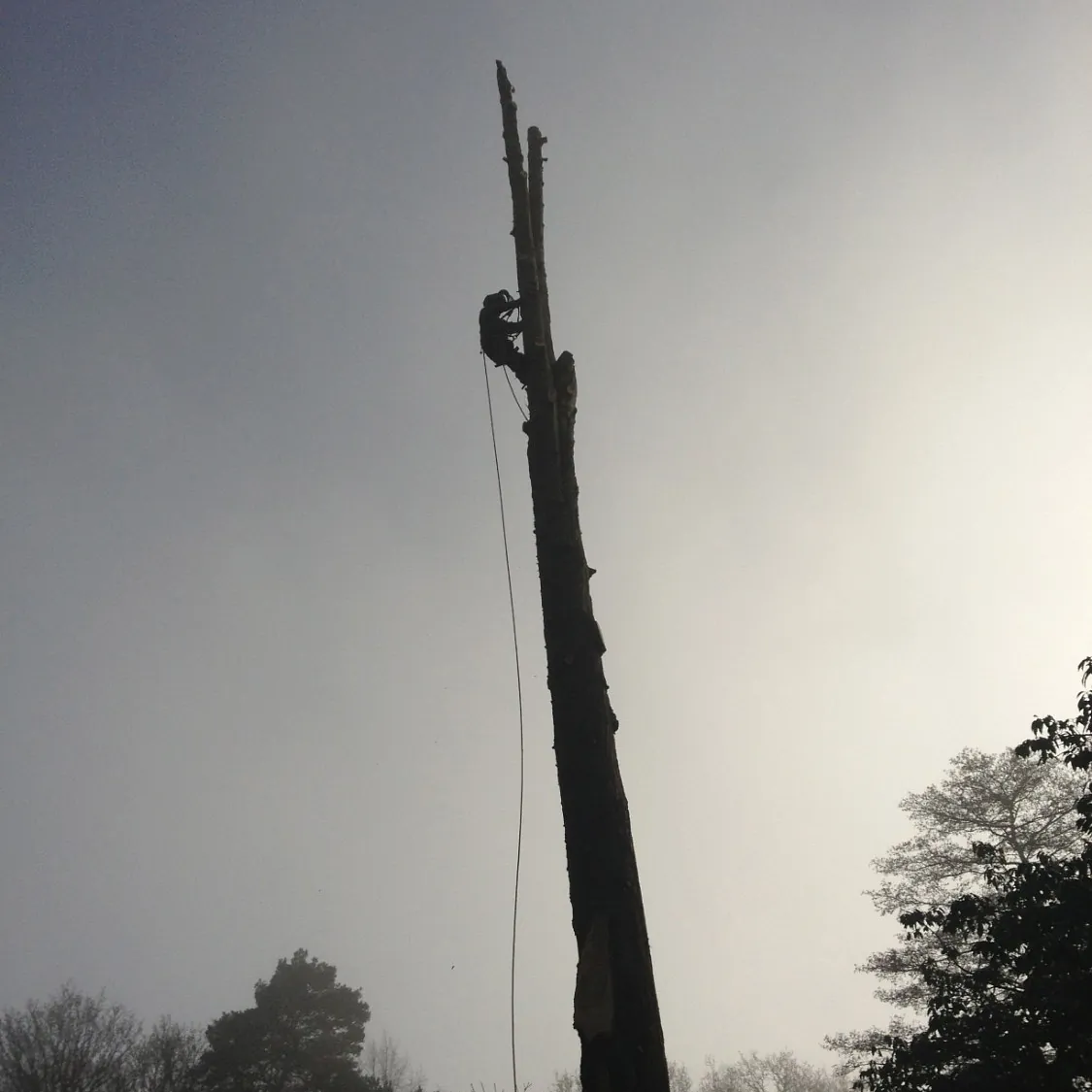 From tree surgery to soil testing