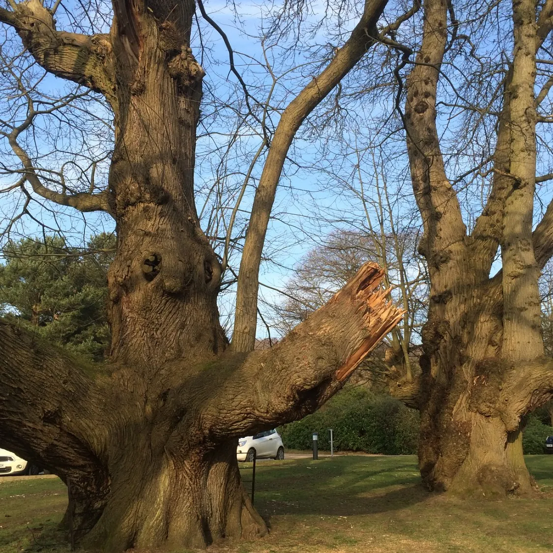 Outstanding Tree Surgery 