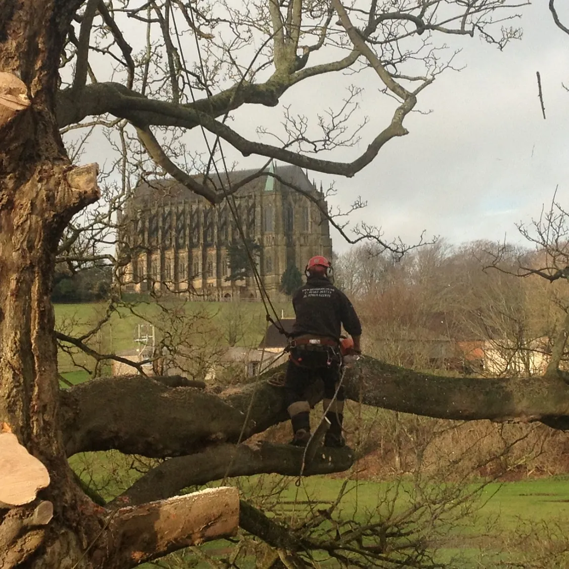 From tree surgery to soil testing