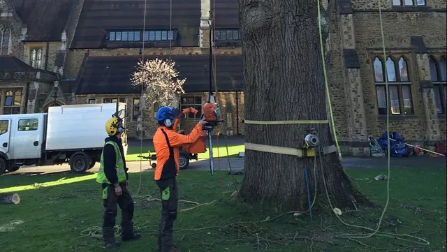 Tree Surgery 