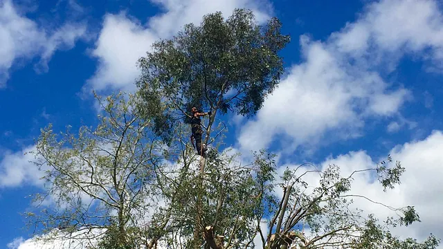 A professional in a tree