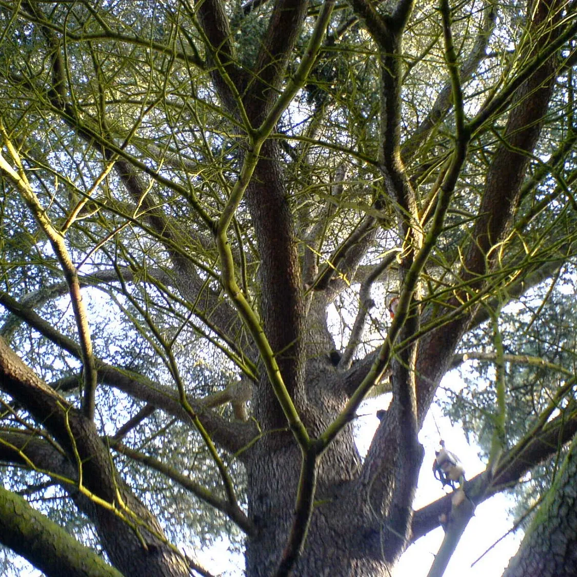 tree surgery