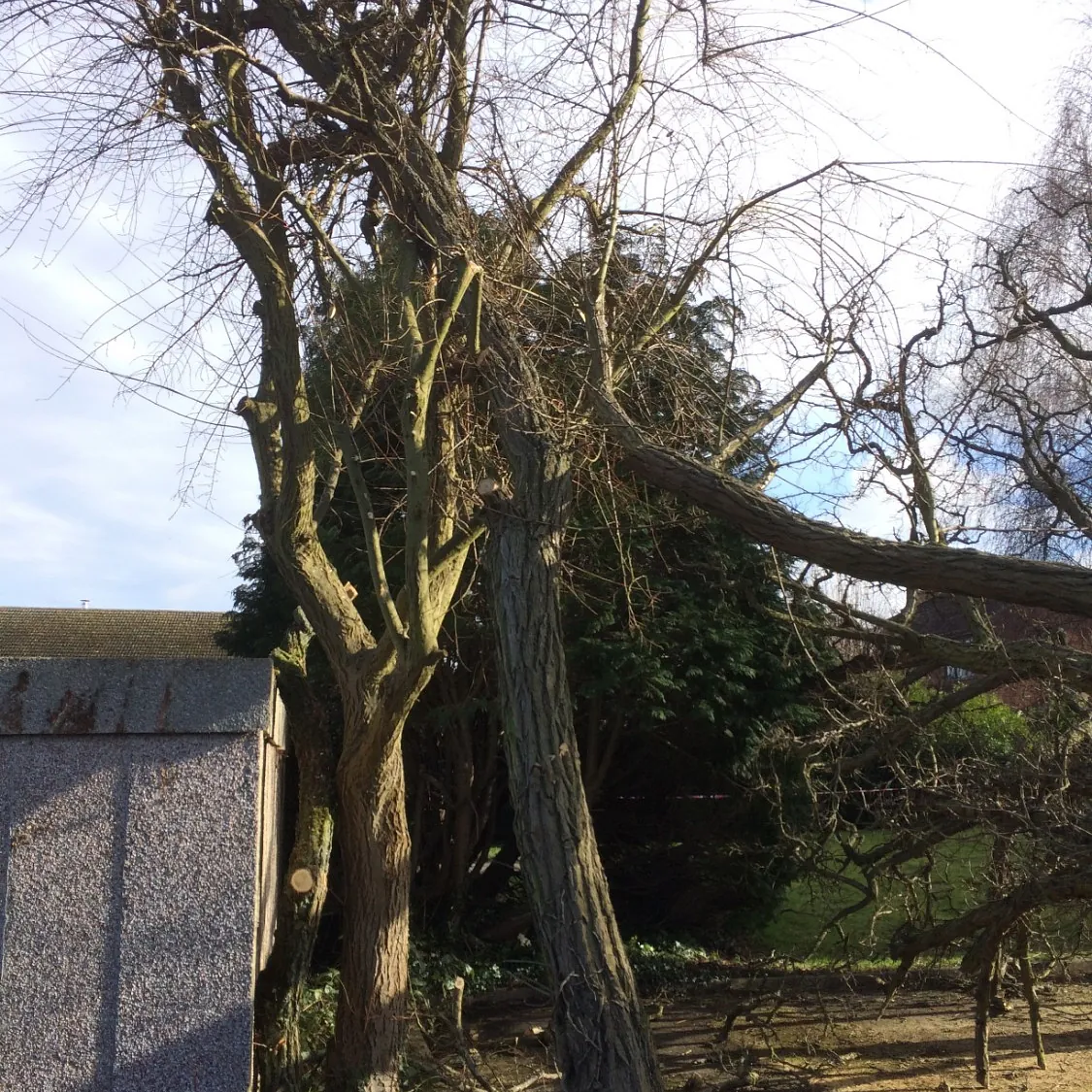 Outstanding Tree Surgery 