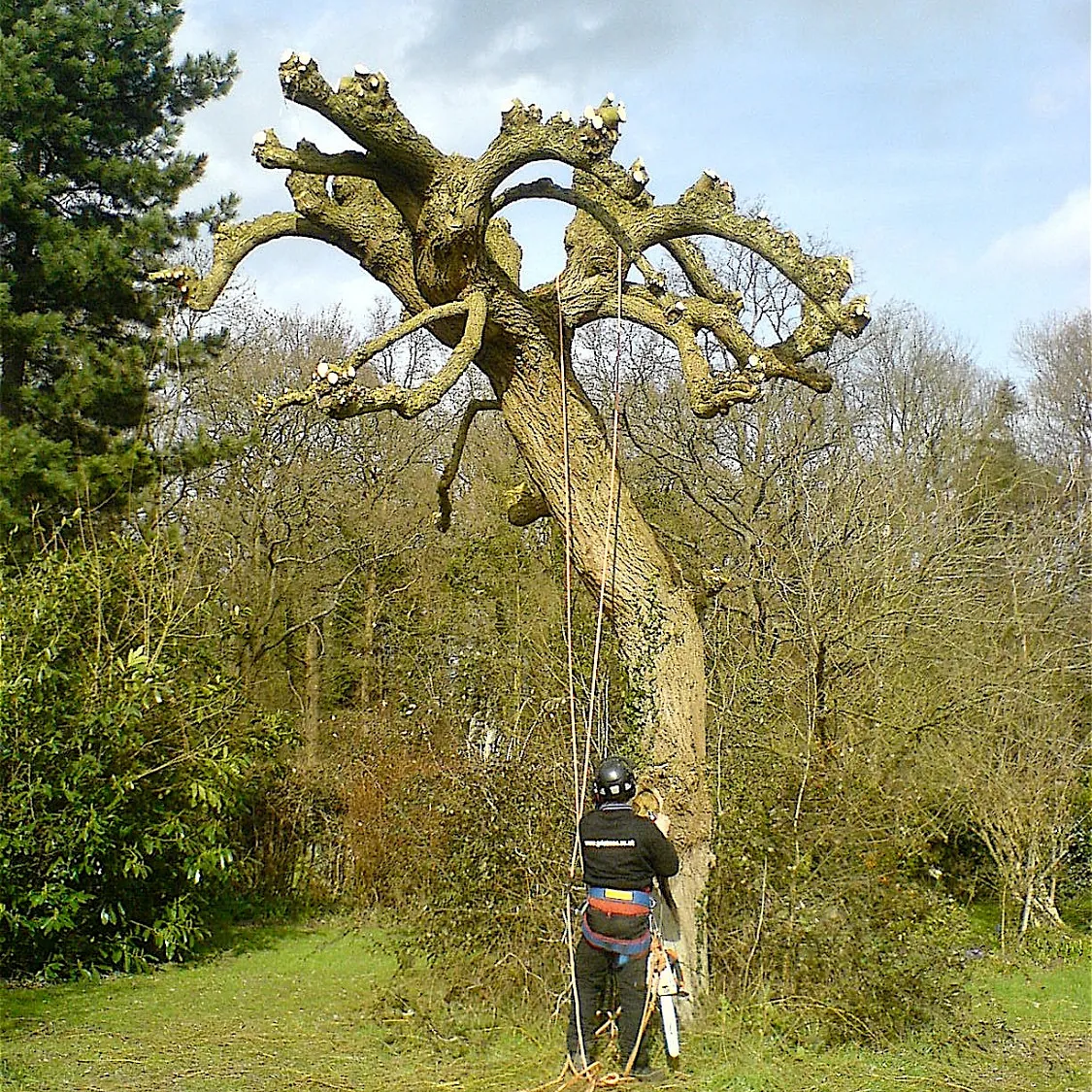 tree surgery