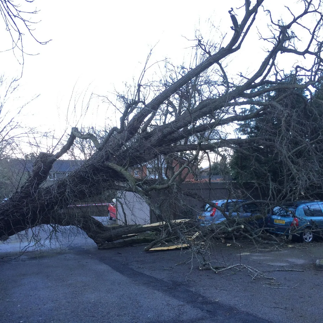 From tree surgery to soil testing