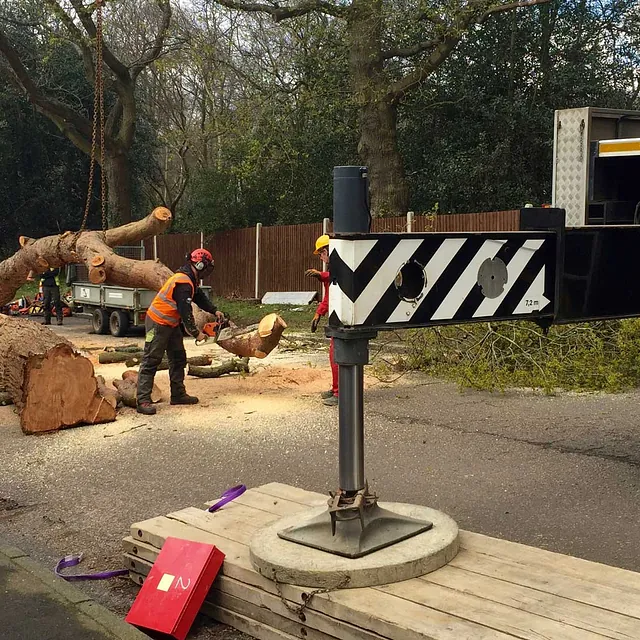 Commercial Tree Felling Experts 