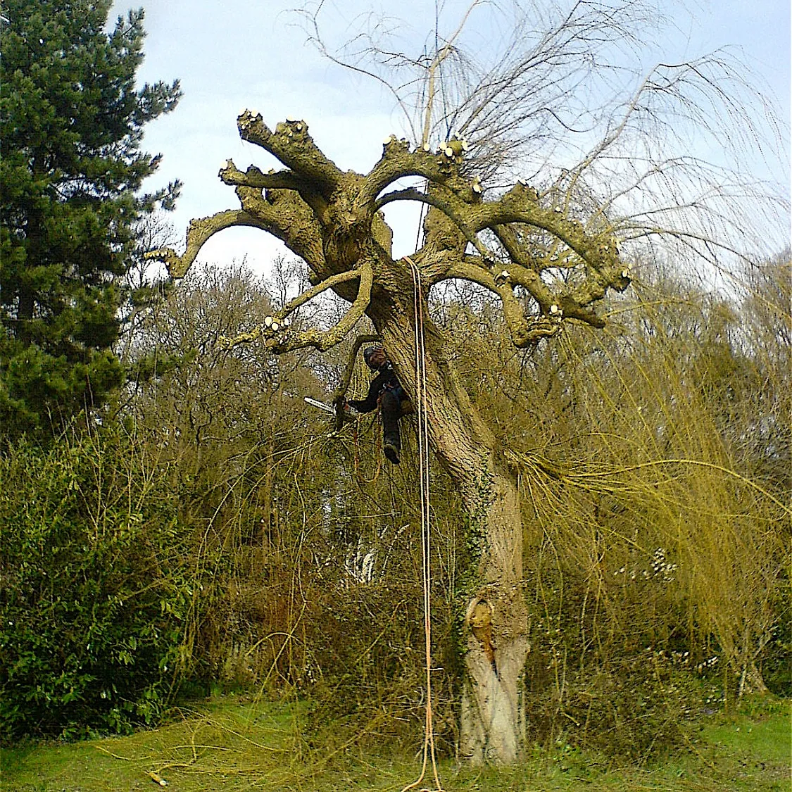 tree surgery