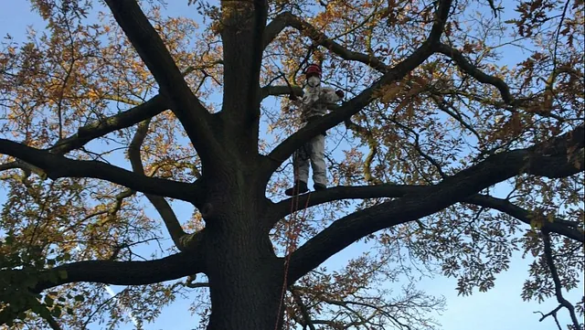 Tree Surgery 