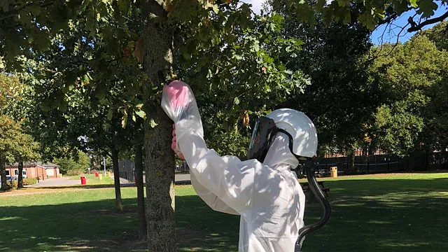 Tree Surgery 