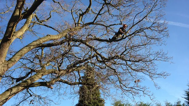 Tree Surgery 