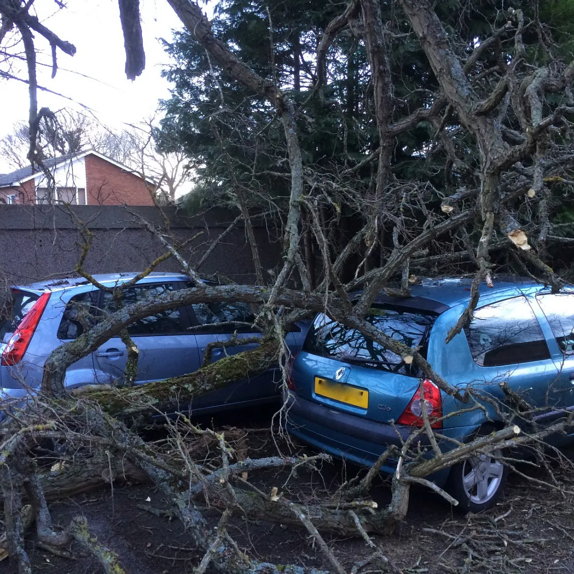 Outstanding Tree Surgery 