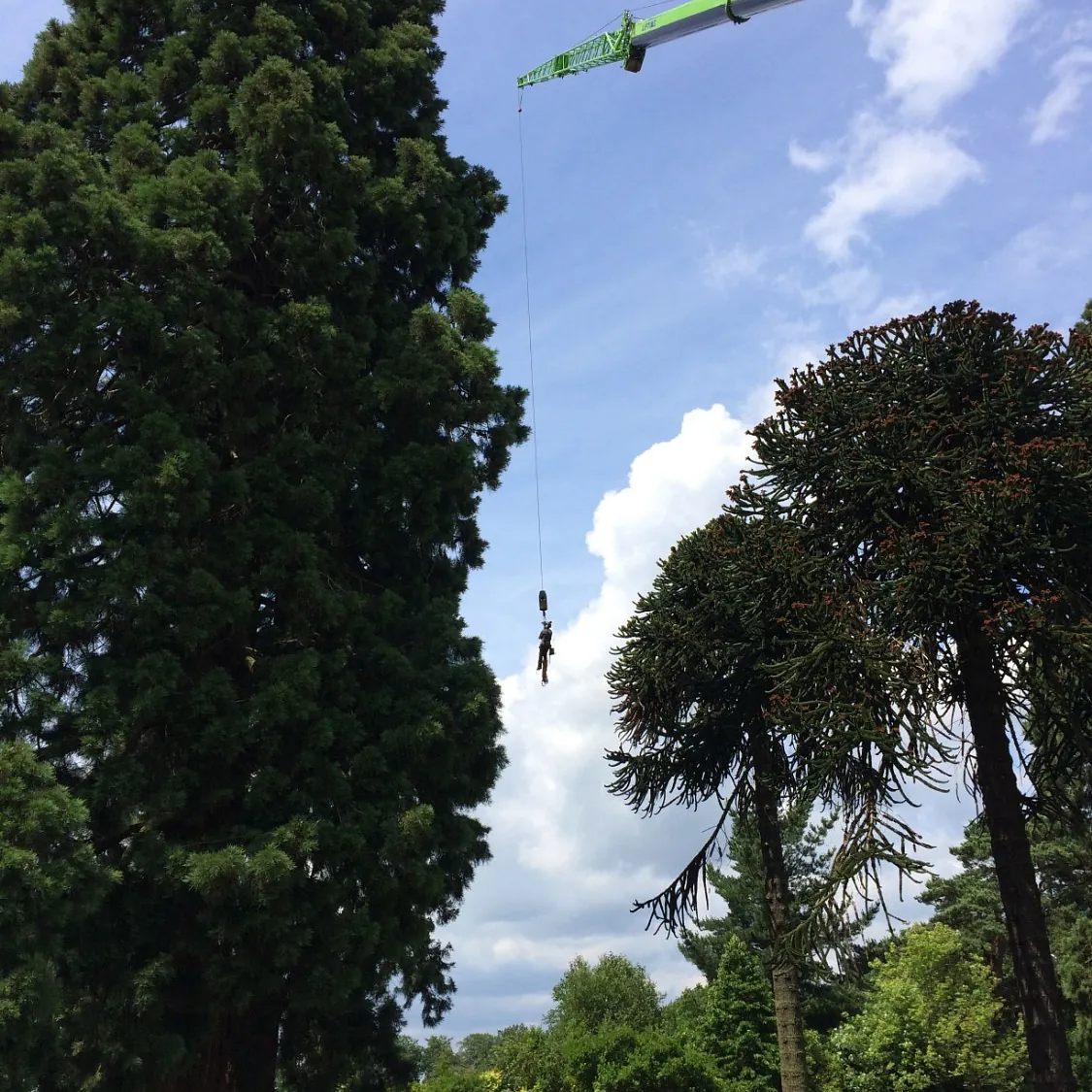 Outstanding Tree Surgery 