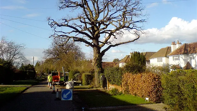 Tree Surgery