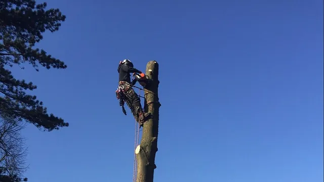 A tree being worked on