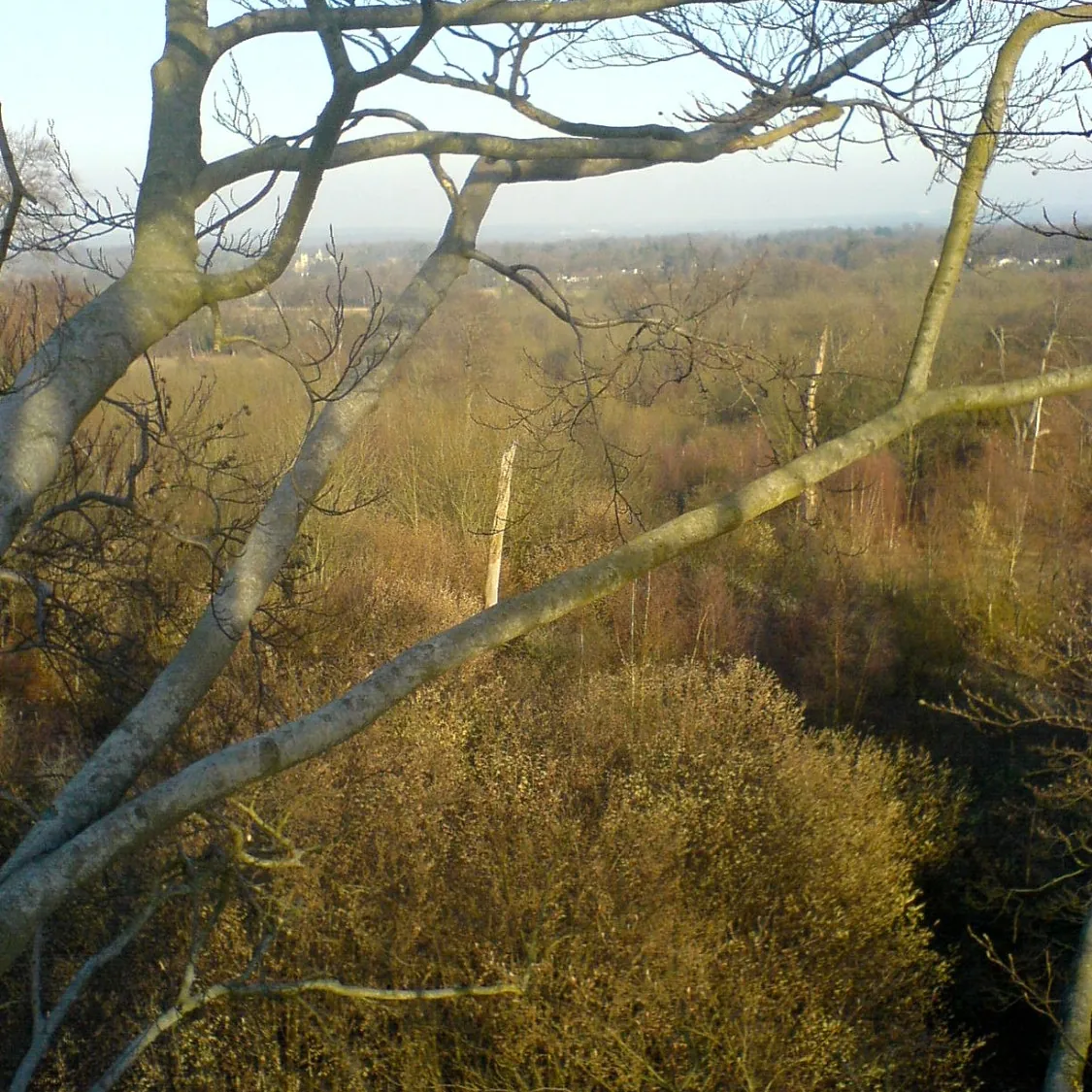 tree surgery