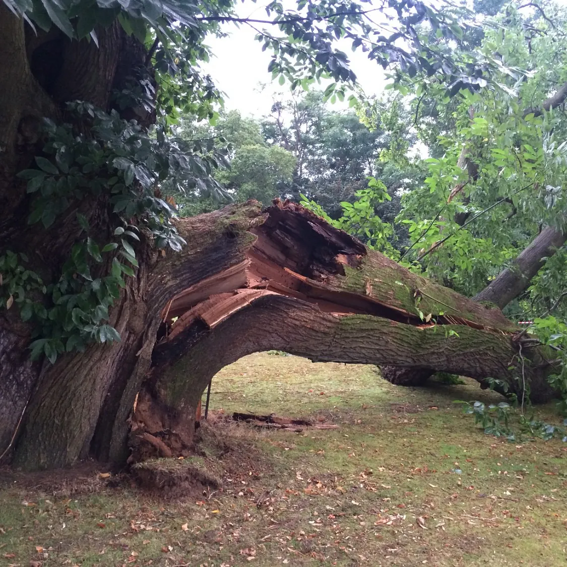 Outstanding Tree Surgery 